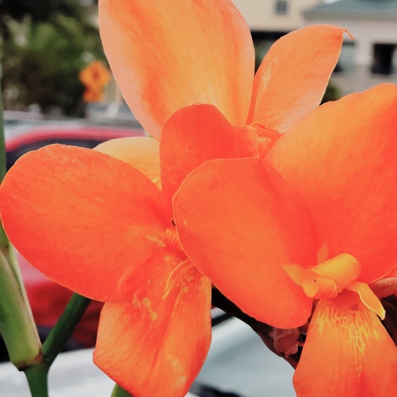 Meet your Posher, Tamara - Picture 2 of 3